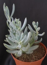Senecio serpens 