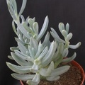 Senecio serpens 