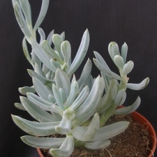 Senecio serpens 