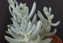 Senecio serpens 