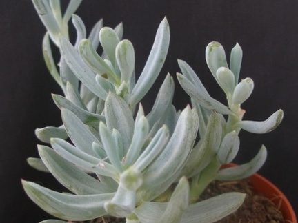 Senecio serpens 
