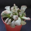 Titanopsis calcarea