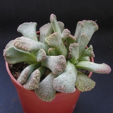 Titanopsis calcarea