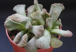 Titanopsis calcarea