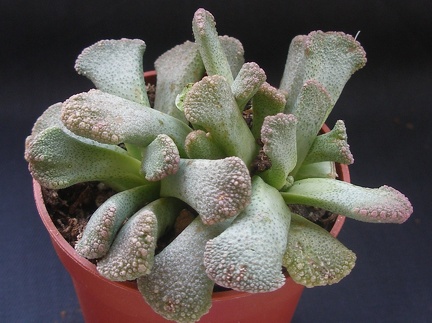 Titanopsis calcarea