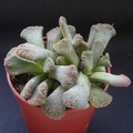 Titanopsis_calcarea.JPG