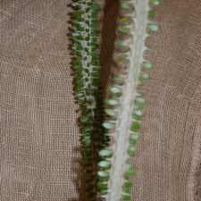 Alluadia procera Drake