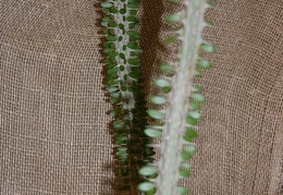 Alluadia procera Drake