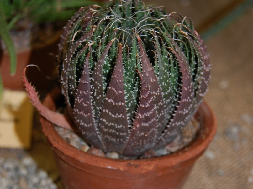 Aloe aristata Haw