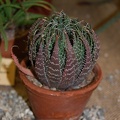 Aloe aristata Haw