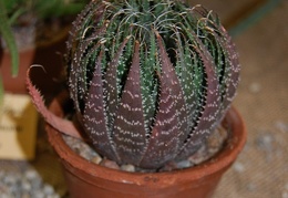 Aloe aristata Haw