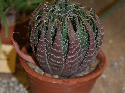 Aloe aristata Haw