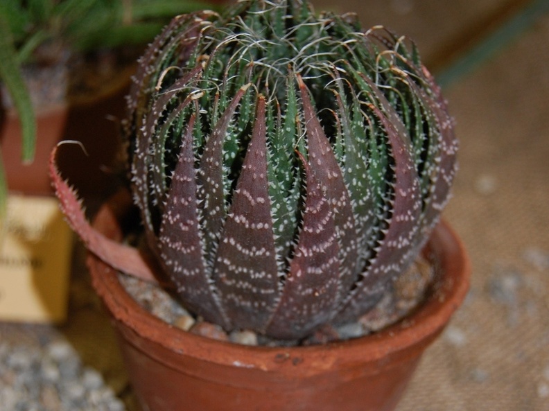 Aloe aristata Haw