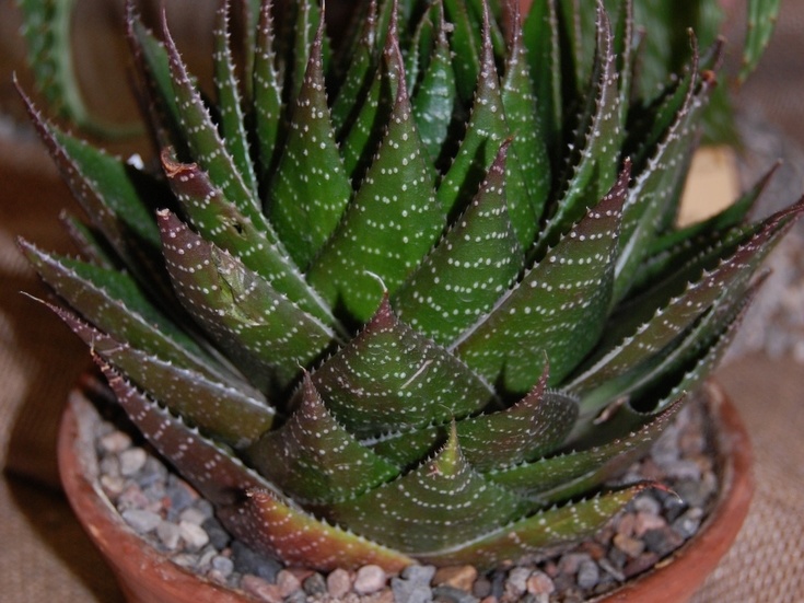 Aloe cv   Cosmo