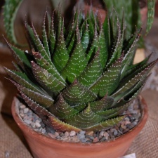 Aloe cv   Cosmo