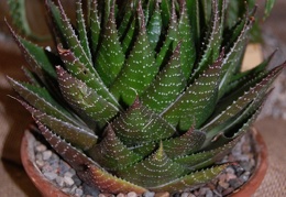 Aloe cv   Cosmo