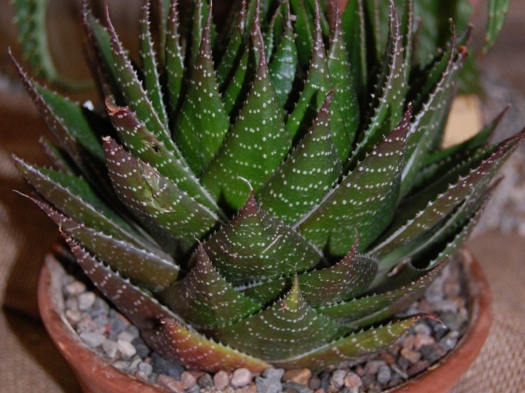 Aloe cv   Cosmo