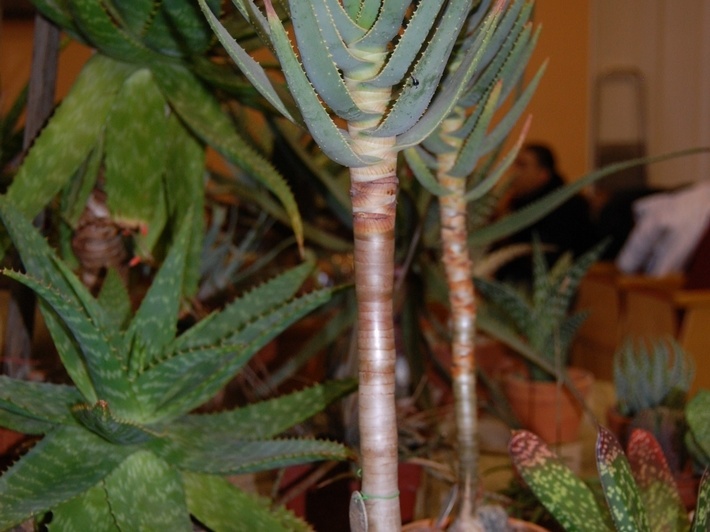 Aloe dichotoma Masson