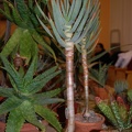Aloe dichotoma Masson