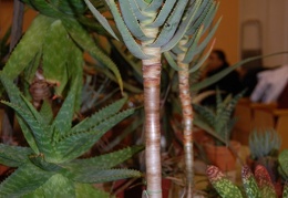Aloe dichotoma Masson