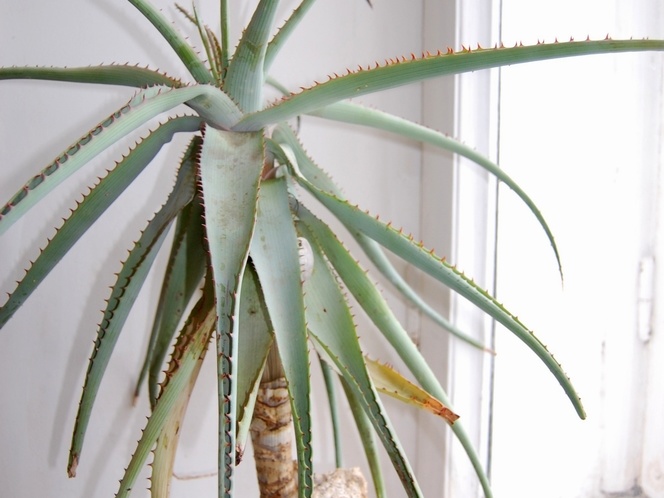 Aloe glauca