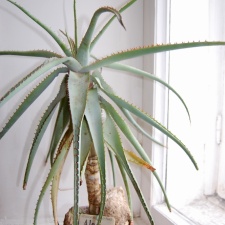 Aloe glauca