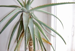 Aloe glauca