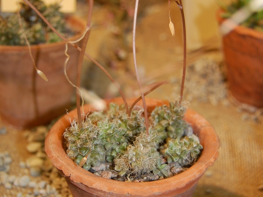 Anacamseros  namaquensis  Pearson amp Stephens  G D Rowley  Potrulacaceae