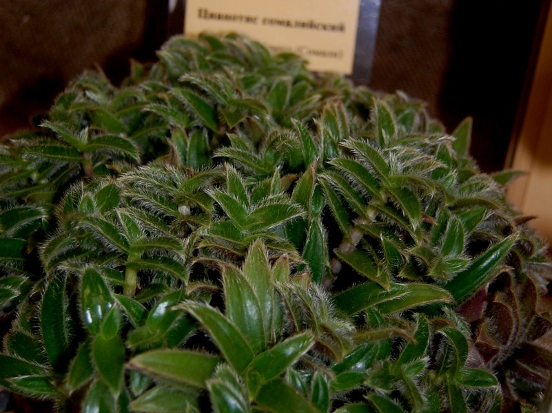 Cyanotis somaliensis