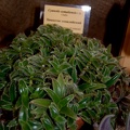 Cyanotis somaliensis