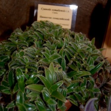 Cyanotis somaliensis
