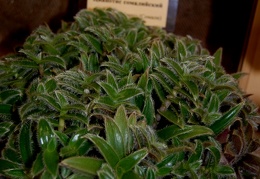 Cyanotis somaliensis
