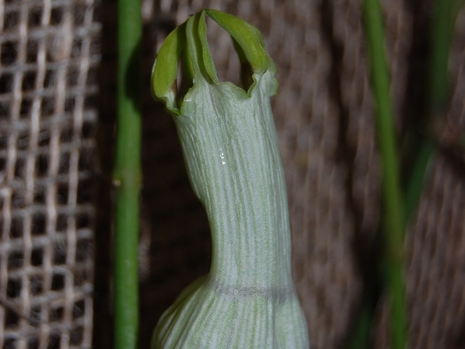 Cynanchum viminale  flower