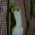 Cynanchum viminale  flower
