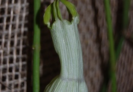 Cynanchum viminale  flower