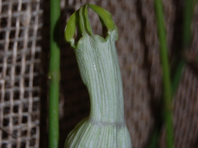 Cynanchum viminale  flower