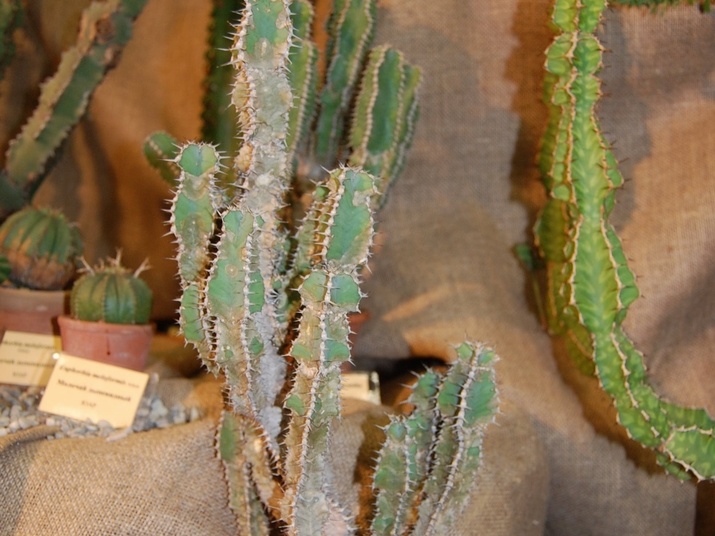 Euphorbia polyacantha Boiss