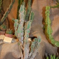 Euphorbia polyacantha Boiss