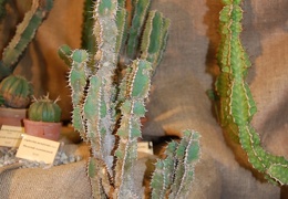 Euphorbia polyacantha Boiss