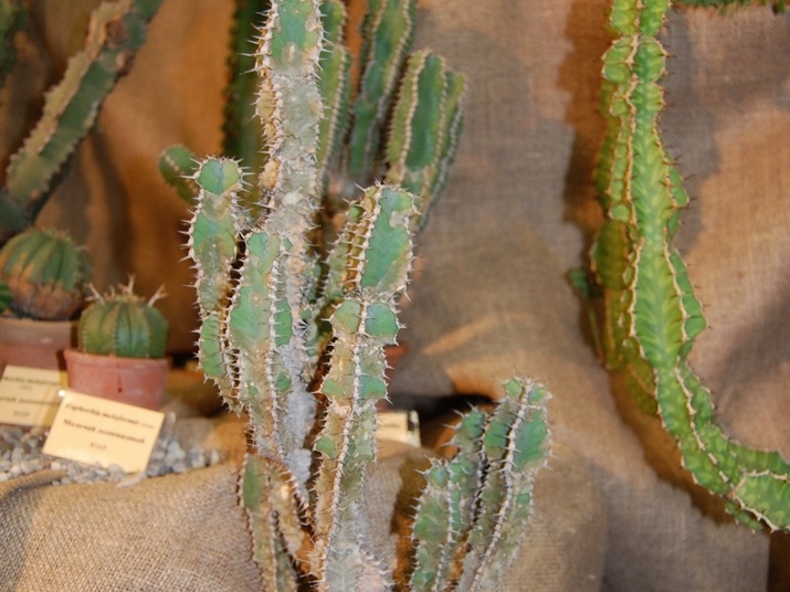 Euphorbia polyacantha Boiss
