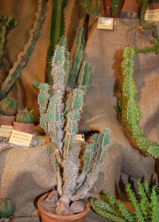 Euphorbia polyacantha Boiss
