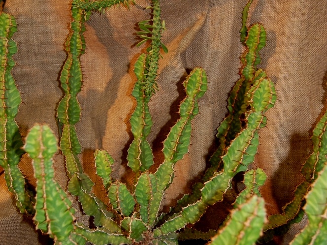 Euphorbia pseudocactus A Berger
