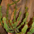 Euphorbia pseudocactus A Berger