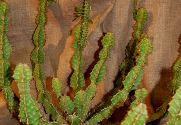 Euphorbia pseudocactus A Berger