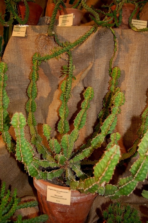 Euphorbia pseudocactus A Berger