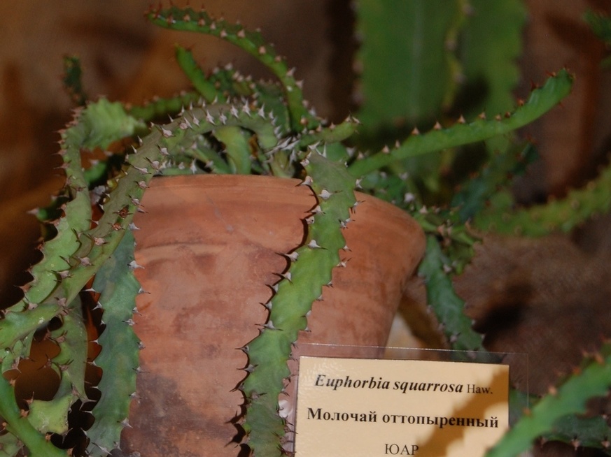 Euphorbia squarrosa Haw