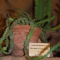 Euphorbia squarrosa Haw