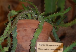 Euphorbia squarrosa Haw