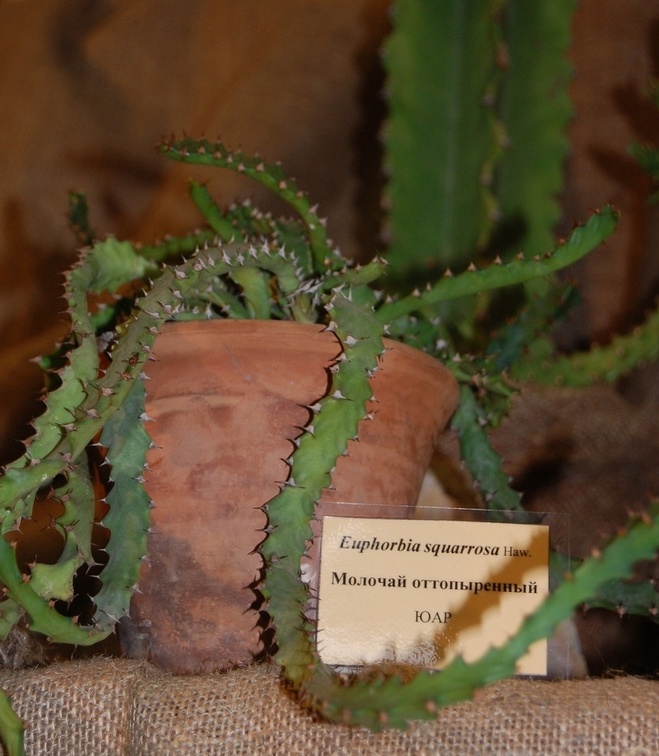 Euphorbia squarrosa Haw