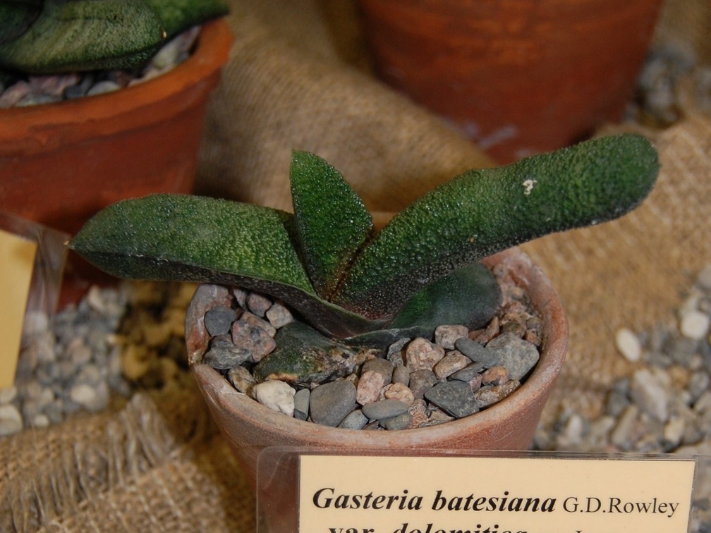 Gasteria batesiana var  dolomitica van Jaarsv amp Wyk